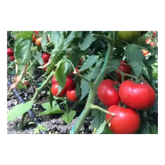 Seminte de tomate Vasanta F1, 100 seminte, Rijk Zwaan Discount