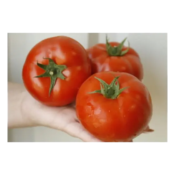 Seminte de tomate Umagna F1(73-602), 100 seminte, Rijk Zwaan Discount