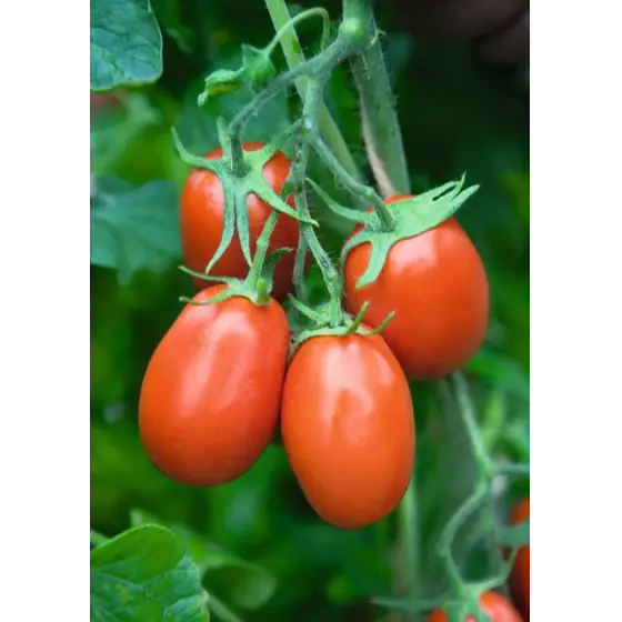 Seminte de tomate Torquay F1, 1000 seminte, Bejo Plată securizată