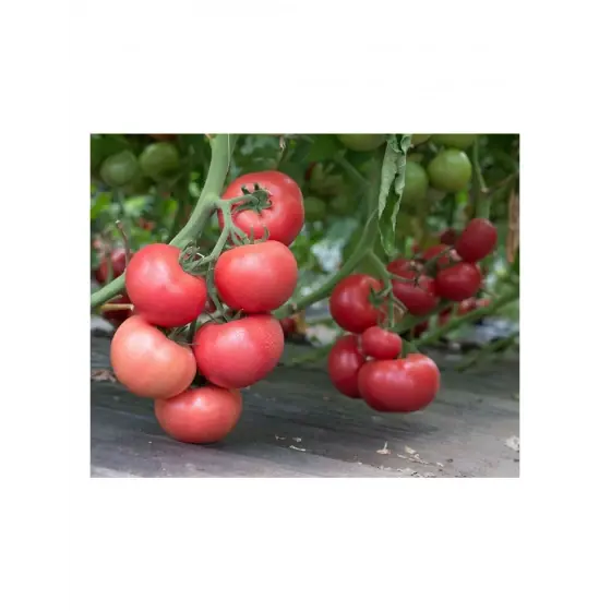 Ofertă de sezon Seminte de tomate Rozy F1, 500 seminte, Hazera