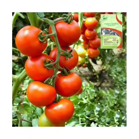 Seminte de tomate Primadona F 1, 500 seminte, Hazera Reducere specială
