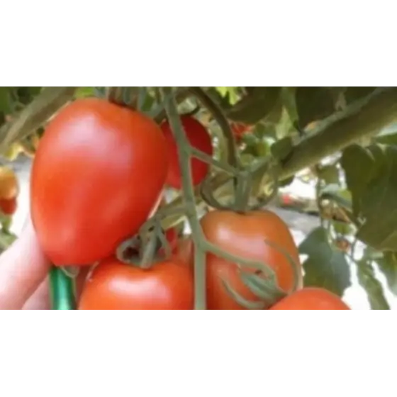 Plată sigură Seminte de tomate Policarpo F1, 500 seminte, Enza Zaden