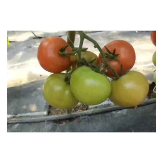 Reducere specială Seminte de tomate Petula F1, 100 seminte, Rijk Zwaan