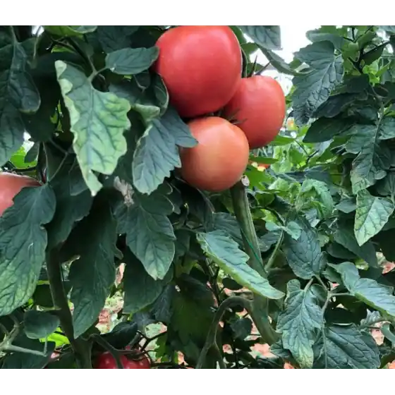 Plată securizată Seminte de tomate Perugino F1, 500 seminte, Enza Zaden
