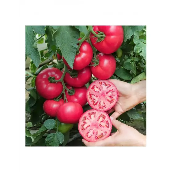 Seminte de tomate Manistella F1, 500 seminte, Hazera Plată securizată