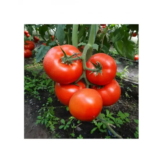Seminte de tomate Macsin F1, 500 seminte, Hazera Reducere specială