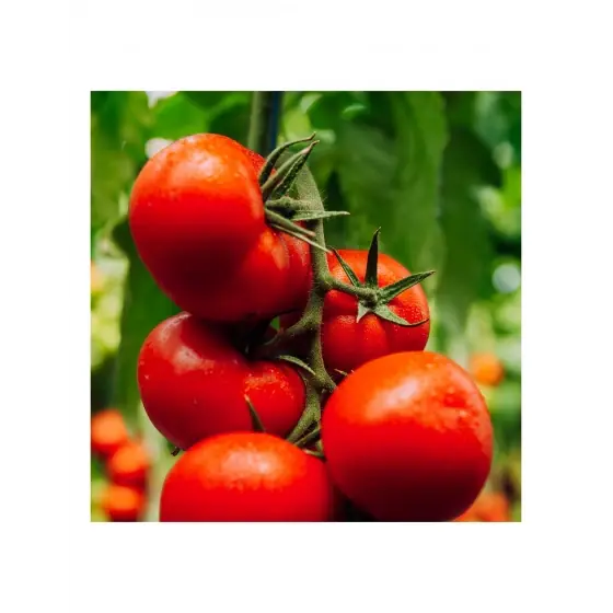 Ofertă exclusivă Seminte de tomate Jenise F1, 500 seminte, Hazera