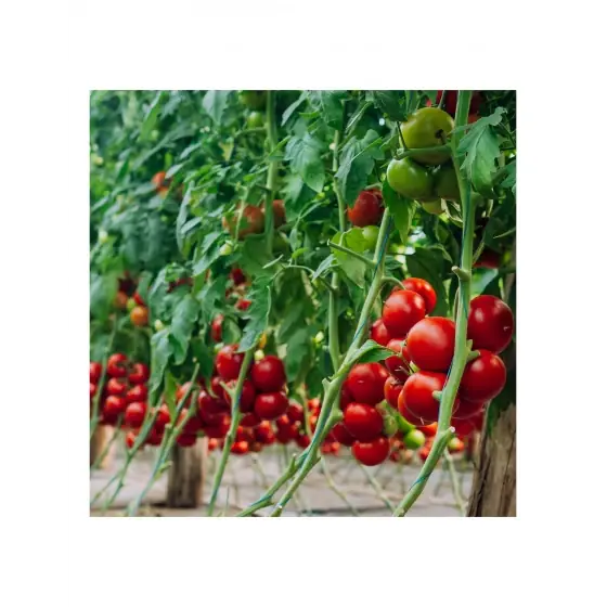 Vezi acum Seminte de tomate Galiceno F1, 500 seminte, Hazera