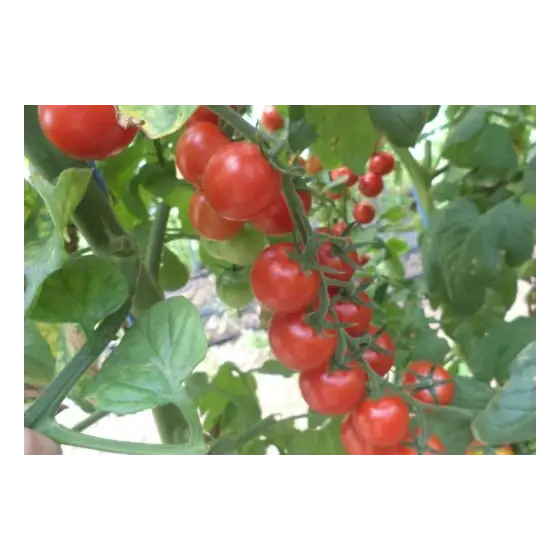 Seminte de tomate Cheramy F1, 100 seminte, Rijk Zwaan Cel mai vândut