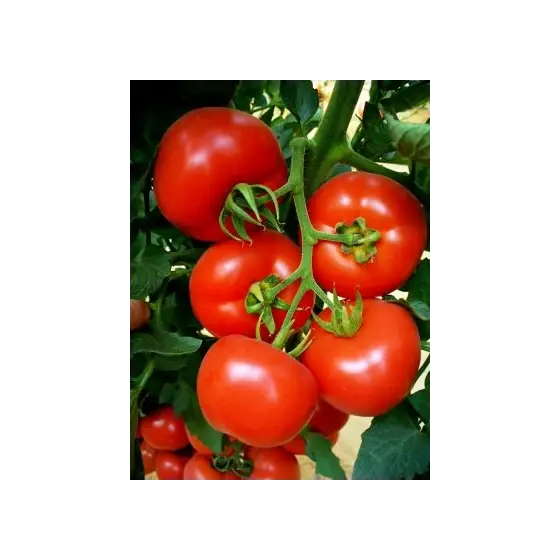 Disponibil imediat Seminte de tomate Belfast F1, 500 seminte, Enza Zaden