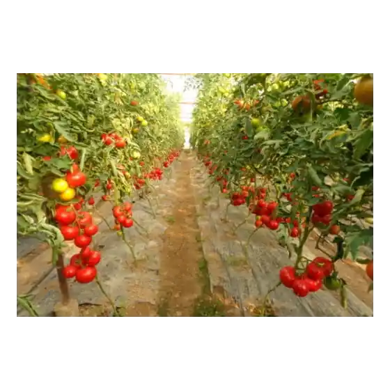 Seminte de tomate Alamina F1 (73-672), 1000 seminte, Rijk Zwaan Disponibil imediat