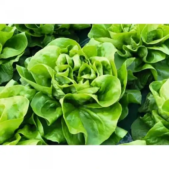 Mai ieftin Seminte de salata Luceris, 5000 seminte, Bejo
