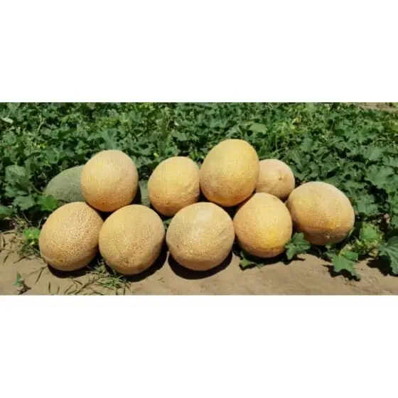 Seminte de pepene galben Rebecca F1, 500 seminte, Hazera Expediere rapidă