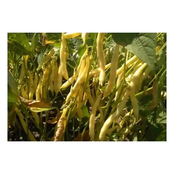Premium Seminte de fasole fideluta galbena, oloaga Tambora, 25 Kg, Pop Vriend