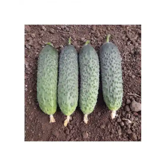 Seminte de castraveti cornichon Kitto F1, 500 seminte, Hazera Livrare expres