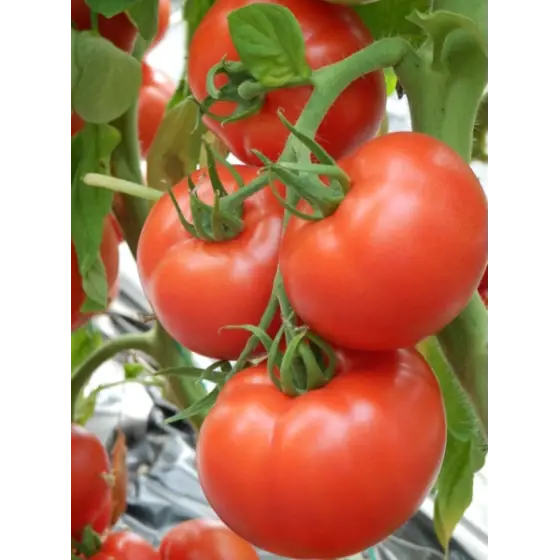 Super ofertă Seminte tomate Kiveli F1, 100 seminte